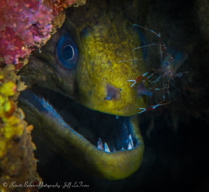 Best buddies. Green Moray and Cleaner Shrimp hanging out ... by Jeff Lafrenz 